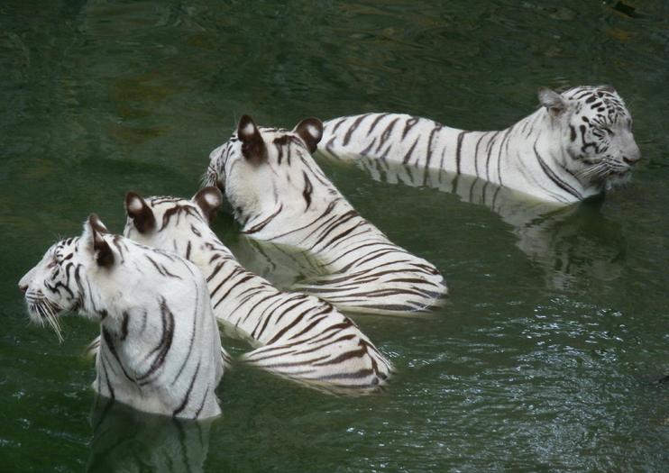 Arignar Anna Zoological Park (Vandalur Zoo)