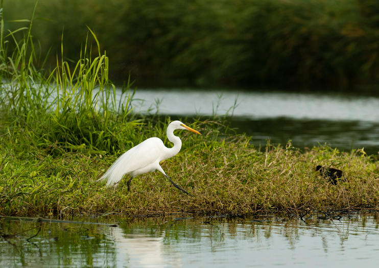 San Jose Estuary (Estero San José)