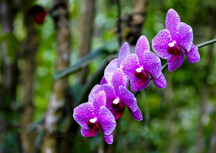 Phantasea Tropical Botanical Garden