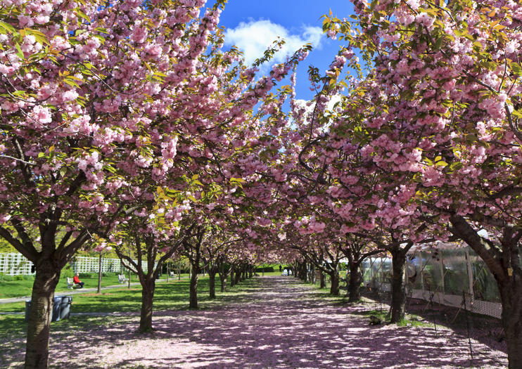 The Best Brooklyn Botanic Garden Tours & Tickets 2021 | Viator