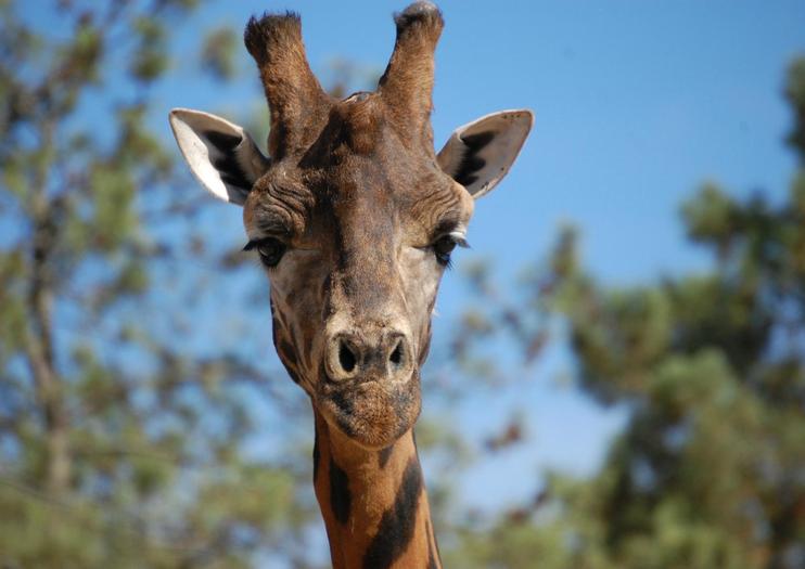 Badoca Safari Park