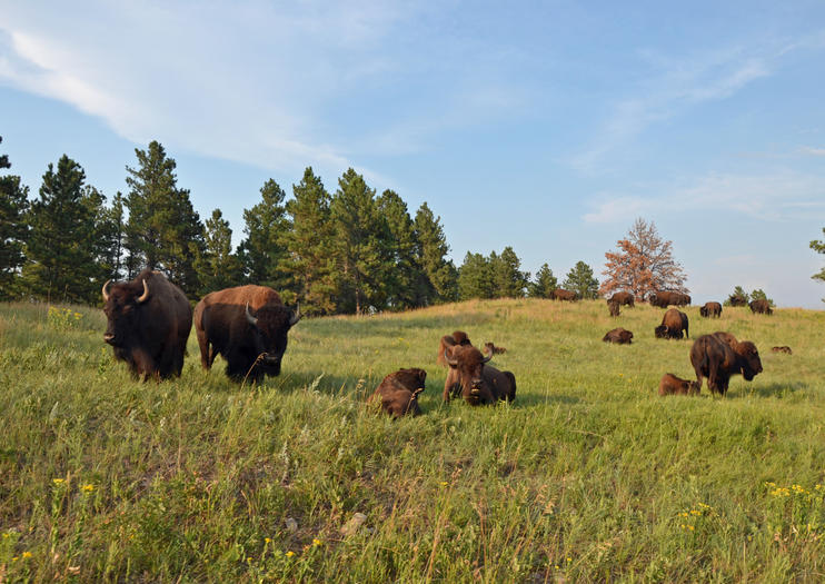 The Best Custer State Park Tours & Tickets 2021 | Viator