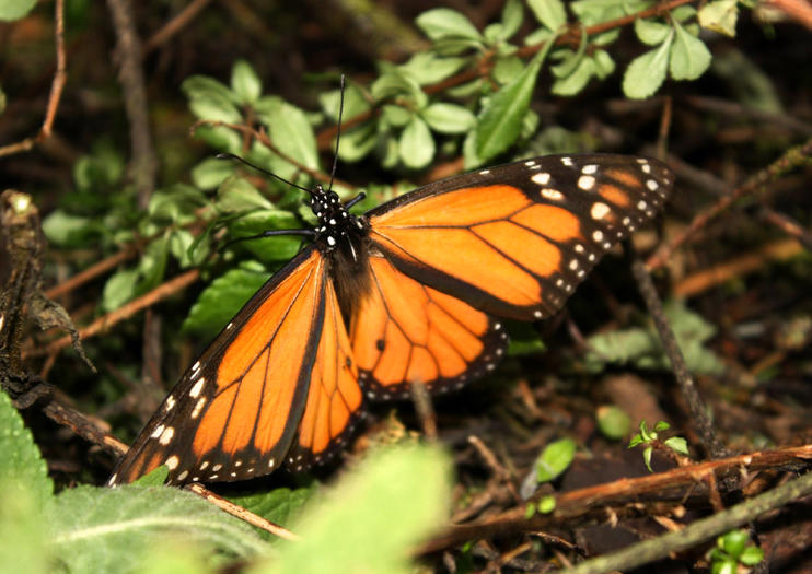 Piedra Herrada (Monarch Butterfly Sanctuary)