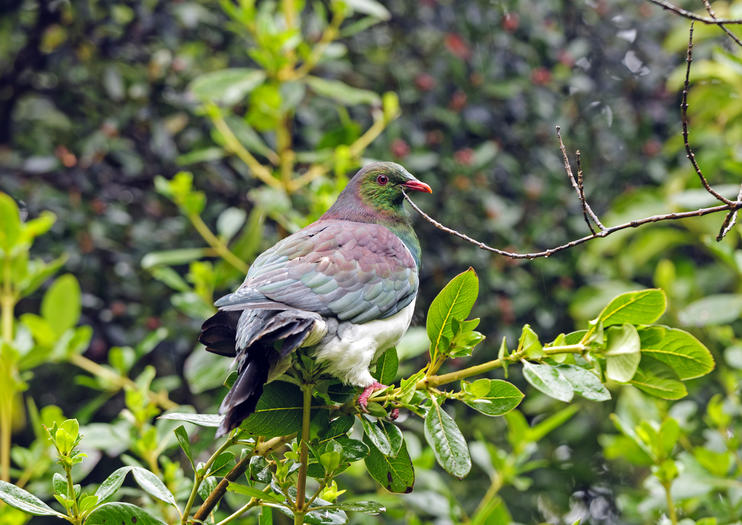Ulva Island (Te Wharawhara)