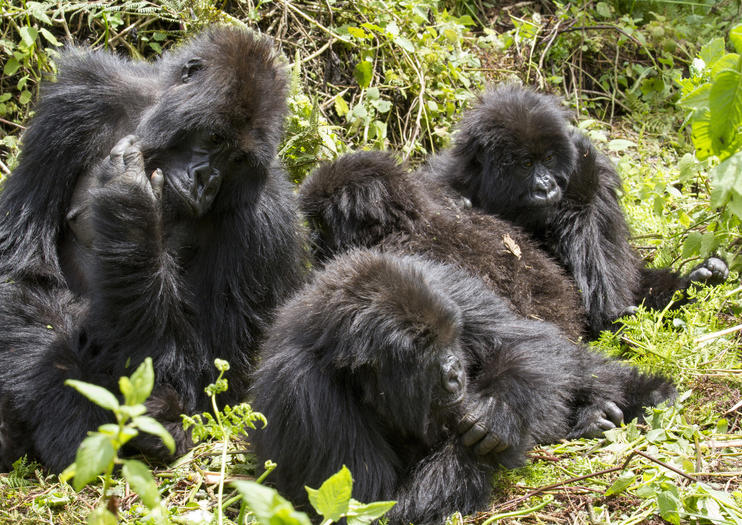 Bwindi Impenetrable National Park