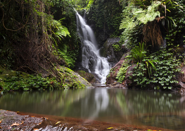 australia rainforest tour