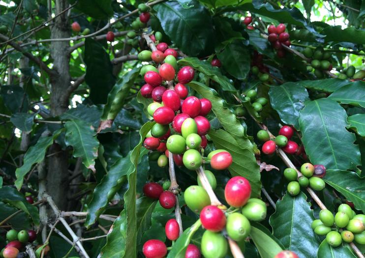 Kaʻu Coffee Mill