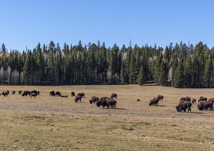 Kaibab National Forest