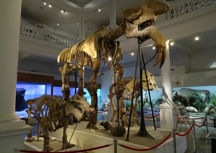 The Best Grigore Antipa National Museum of Natural History Tours ...