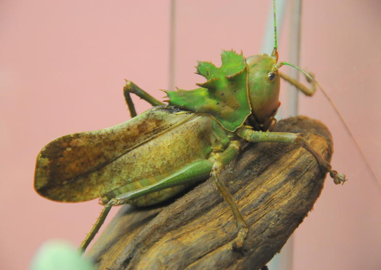 Victoria Bug Zoo