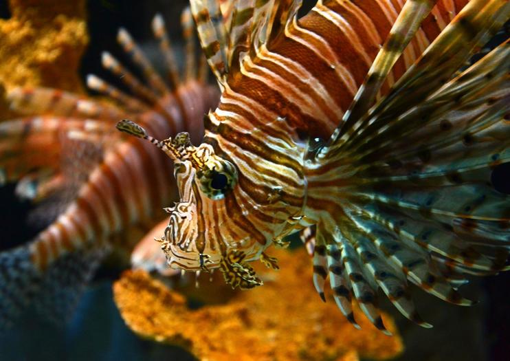 Mote Marine Laboratory and Aquarium
