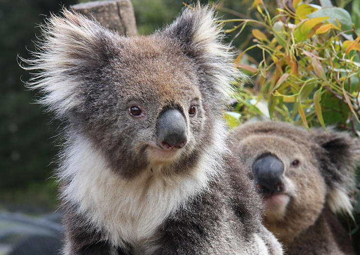 Wing's Wildlife Park