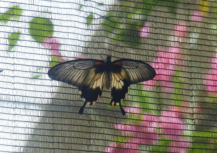 Butterfly World Zoo