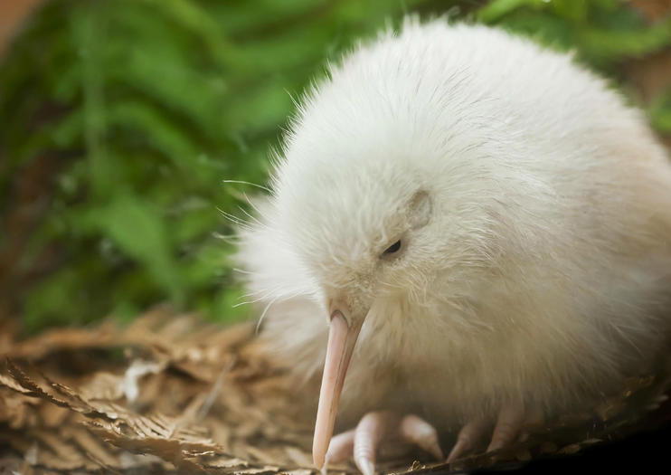 Pukaha National Wildlife Centre