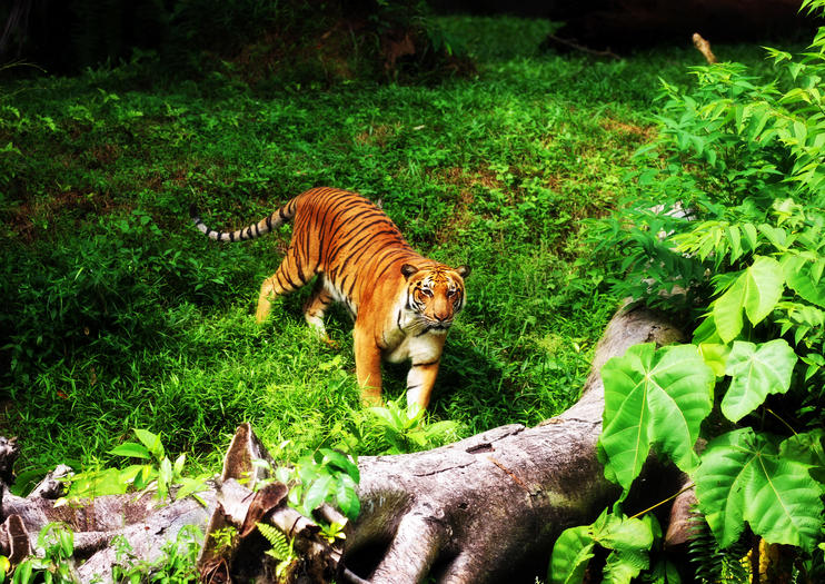 The Best Taiping Zoo Tours & Tickets 2020 - Ipoh | Viator