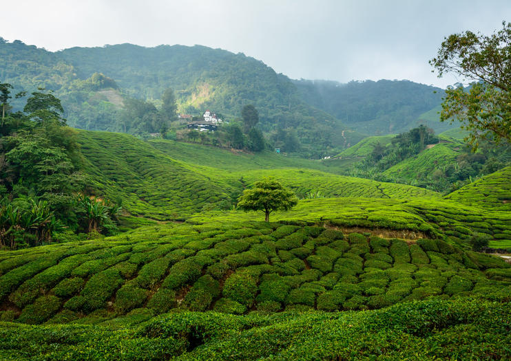 BOH Tea Garden (Boh Tea Plantation) Pahang Tickets & Tours - Book Now