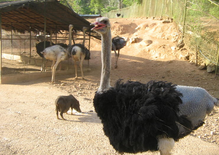 Zoobic Safari