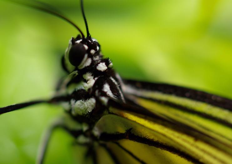 Butterfly Park & Insect Kingdom