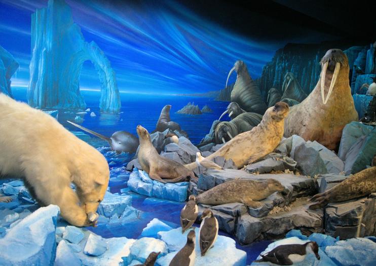 Museum of Natural History (Muséum d'Histoire Naturelle de Suisse)
