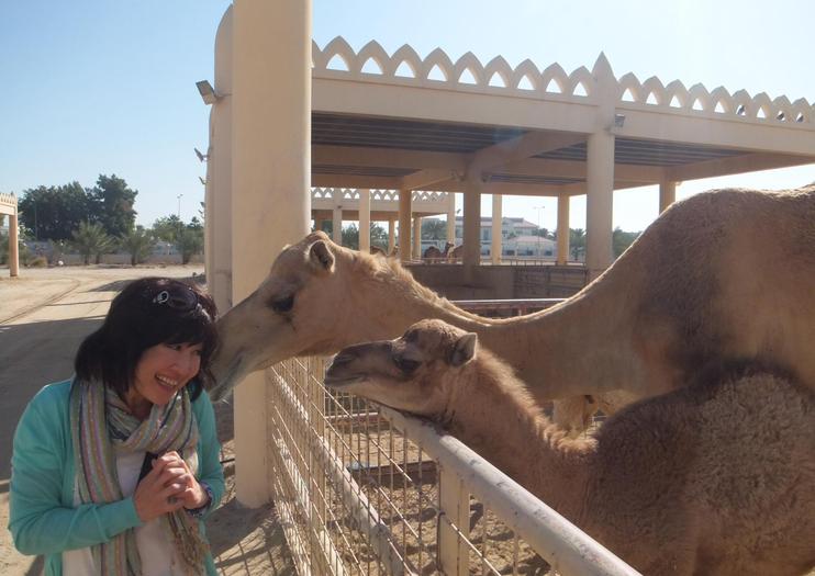 The Best Royal Camel Farm Tours & Tickets 2020 - Bahrain ...