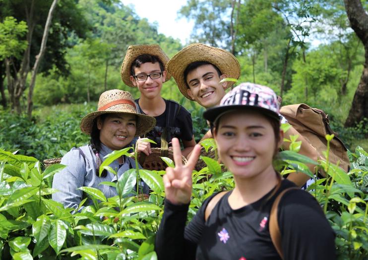 Araksa Tea Plantation