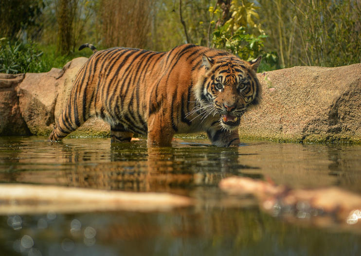 trip chester zoo