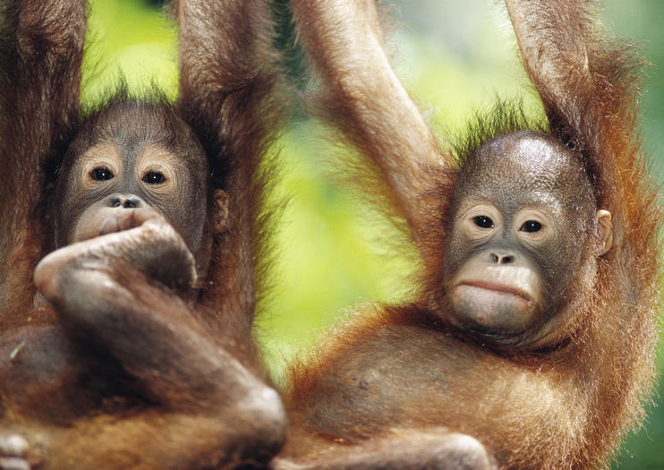 Where to See Wildlife in Kuching