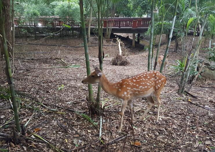 Chiang Mai Night Safari