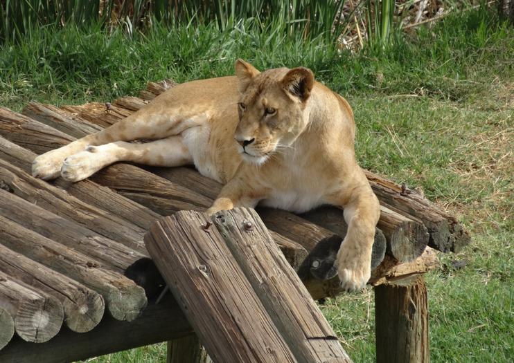 Guadalajara Zoo (Zoológico Guadalajara)