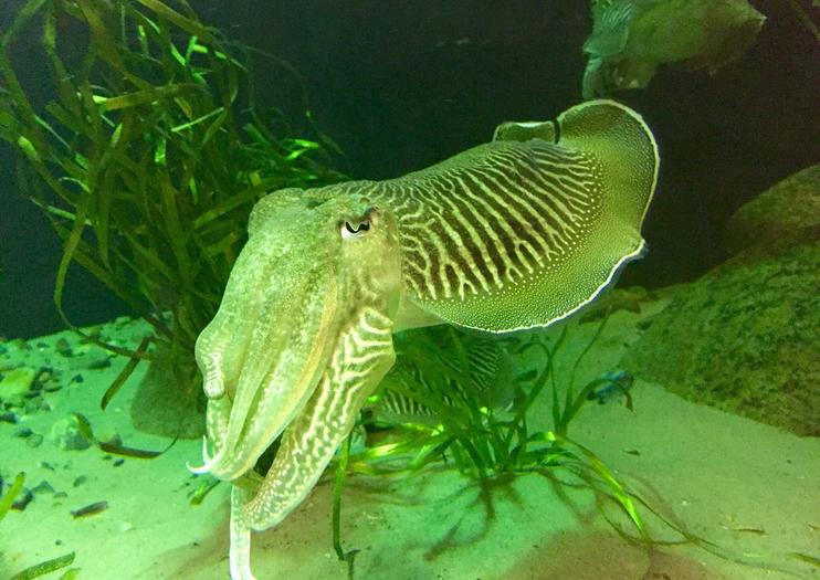 Oresund Aquarium (Oresundsakvariet)