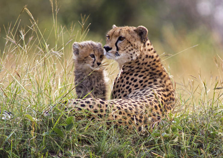 Cango Wildlife Ranch