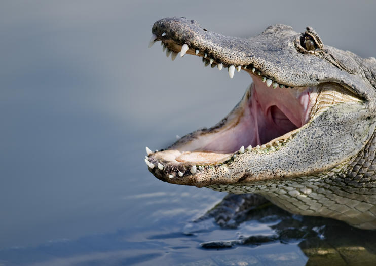 Gatorland