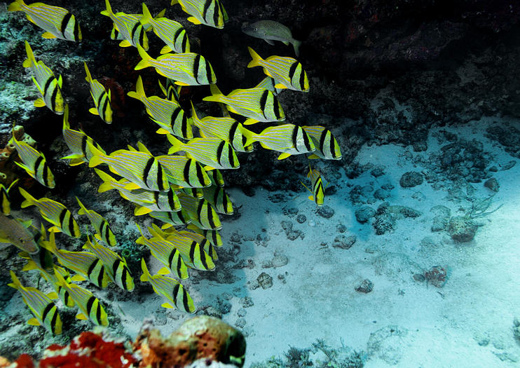 Cozumel Reefs National Marine Park