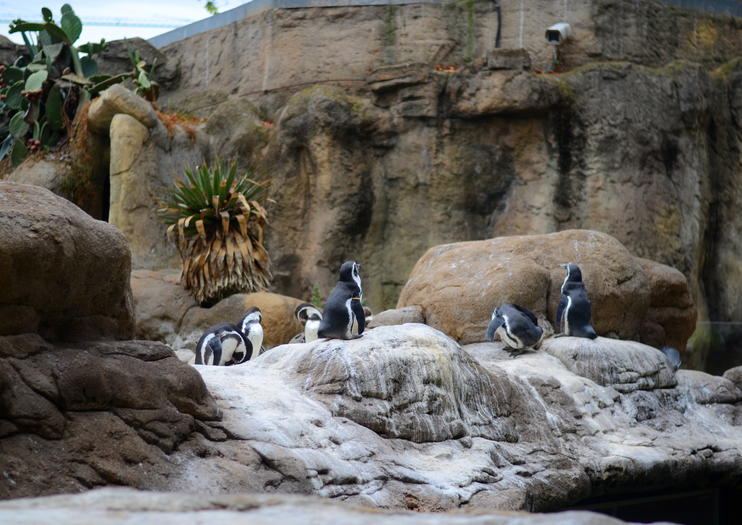 The 5 Best Barcelona Zoo Tours & Tickets 2020 | Viator