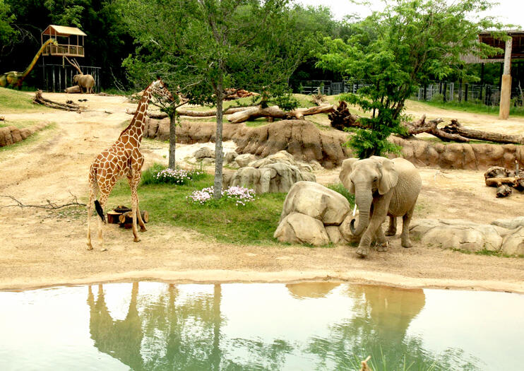 dallas zoo safari ride