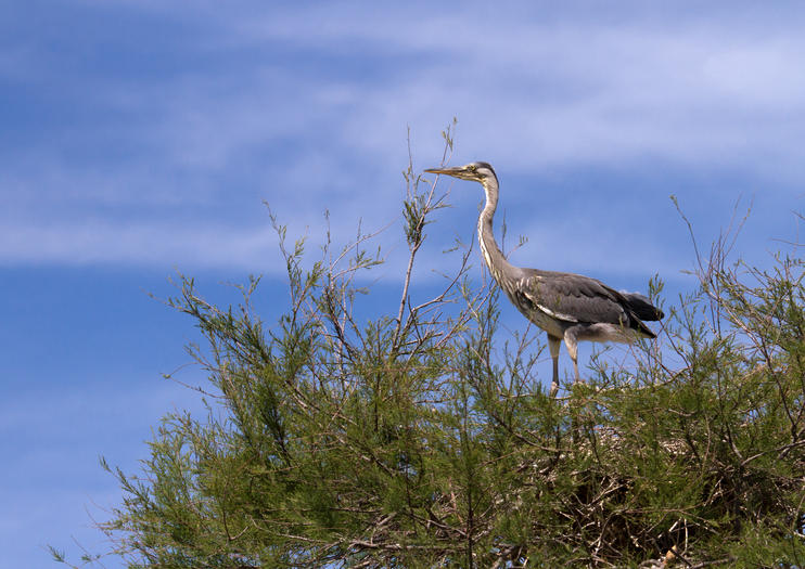 Pont de Gau Ornithological Park (Parc Ornithologique du Pont de Gau)