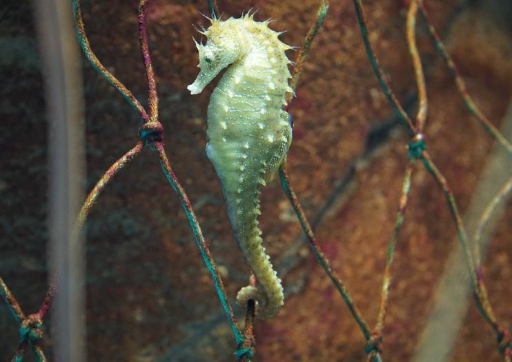 Seville Aquarium (Acuario de Sevilla)