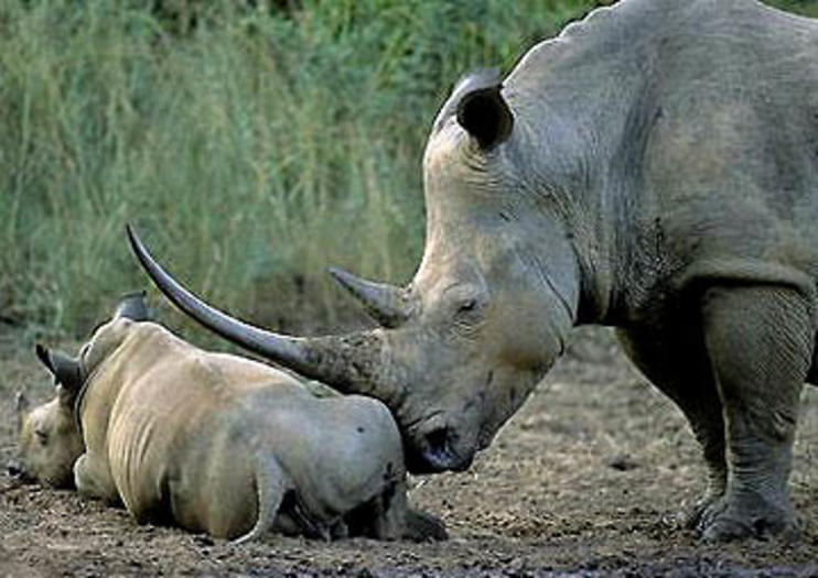 Hluhluwe-Imfolozi Park