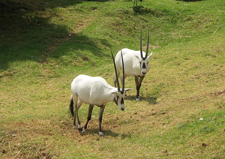 Johannesburg Zoo