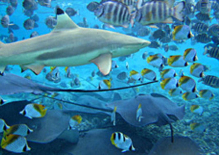 Lagoonarium