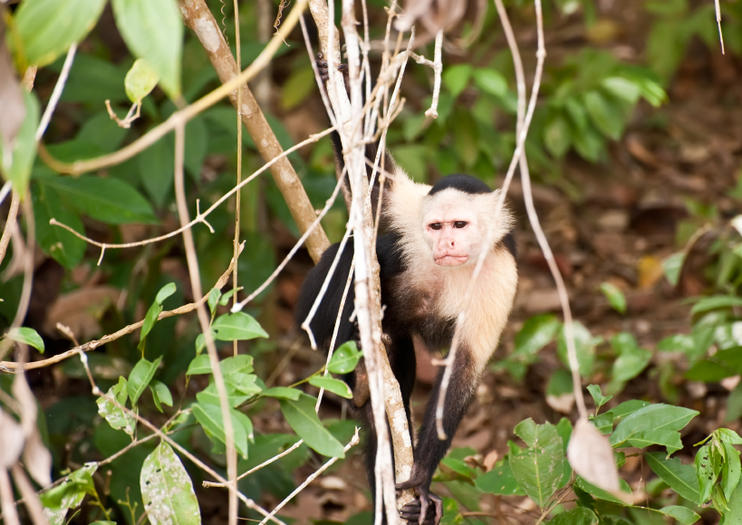Monkey Island