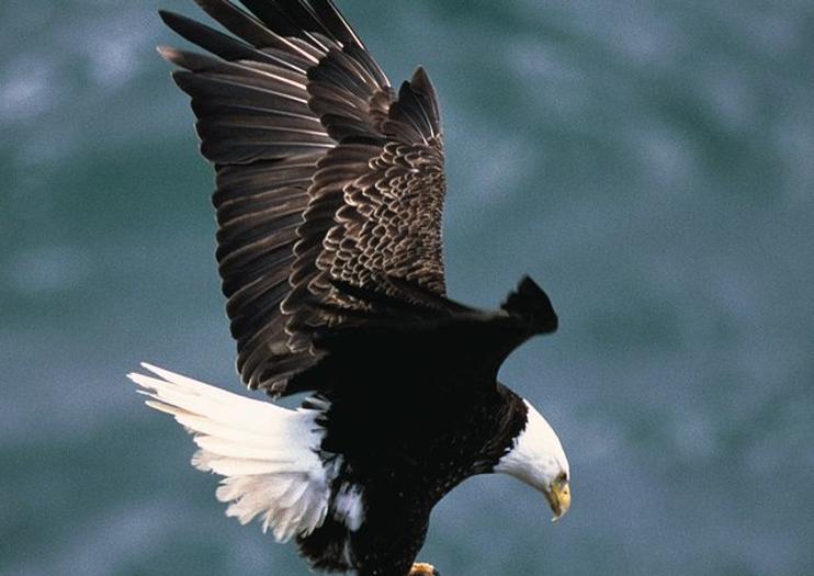Chilkat Bald Eagle Preserve