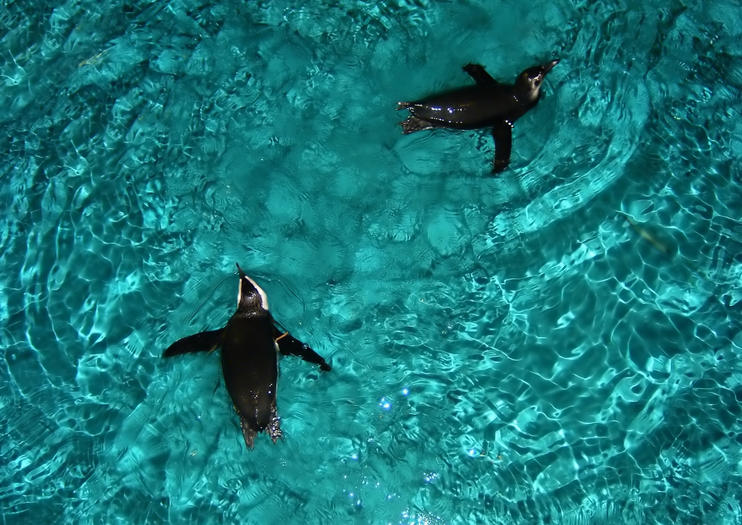 New England Aquarium