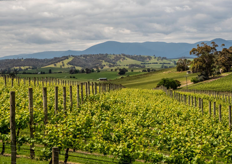 Yarra Valley Wine Tours from Melbourne - 2020 Travel Recommendations | Tours, Trips & Tickets ...