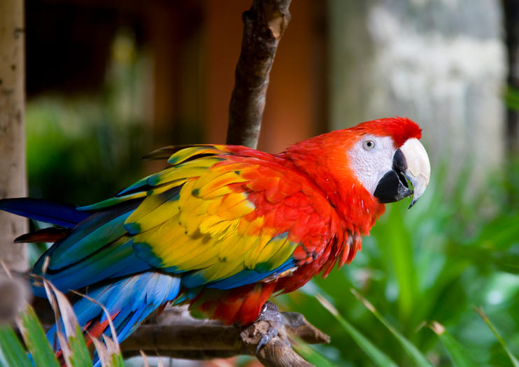 Macaw Clay Licks in the Peruvian Amazon Rainforest - 2020 Travel ...