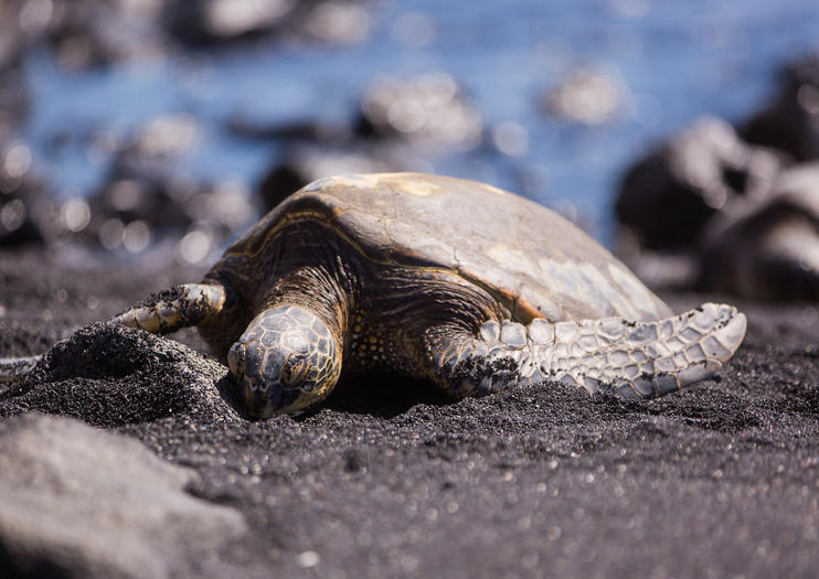 where-to-see-turtles-on-the-big-island-of-hawaii-2020-travel