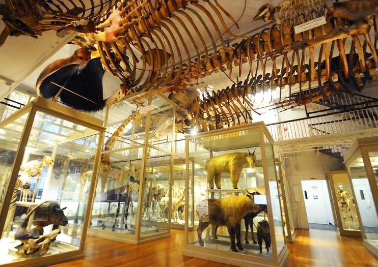 Harvard Museum of Natural History