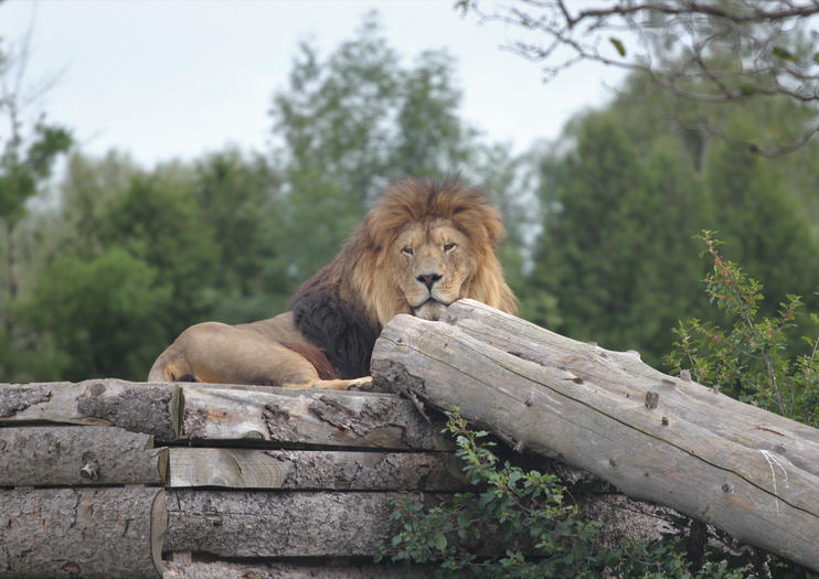 youtube african lion safari