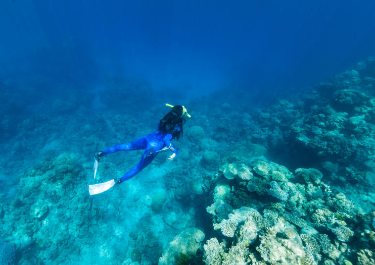 reef tours from townsville