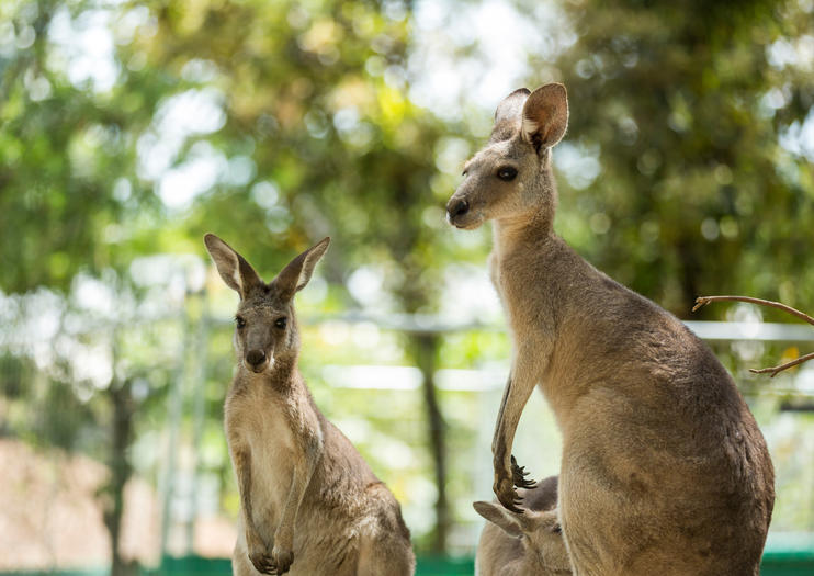How to Spend 3 Days in Port Douglas